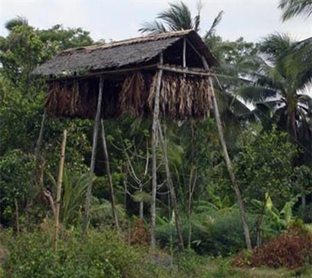 Làm chòi nuôi… dơi