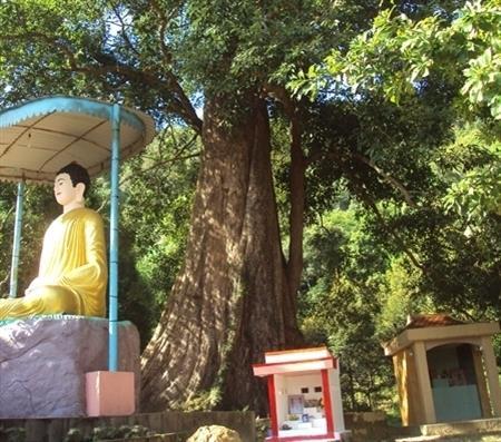Kơ-nia nơi Đảo Ngọc
