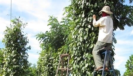 Thực trạng và giải pháp đồng bào DTTS ở Gia Lai
