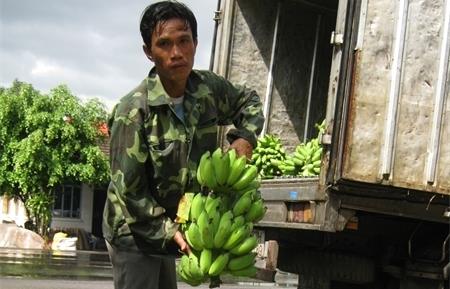 "Tỷ phú chuối" trên dãy Trường Sơn