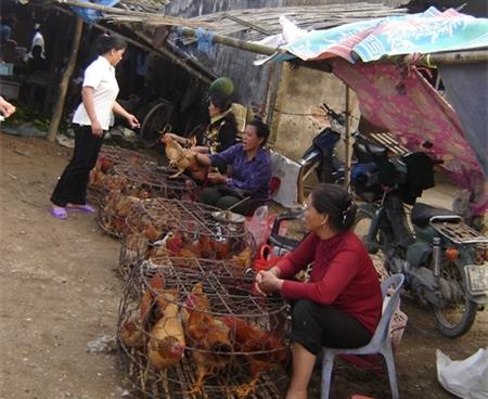 Mỗi ngày phát sinh thêm 2 ổ dịch cúm gia cầm mới