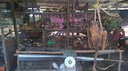 Địa ngục của chim trời