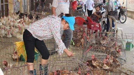 Phong tỏa toàn tuyến biên giới ngăn virus H7N9