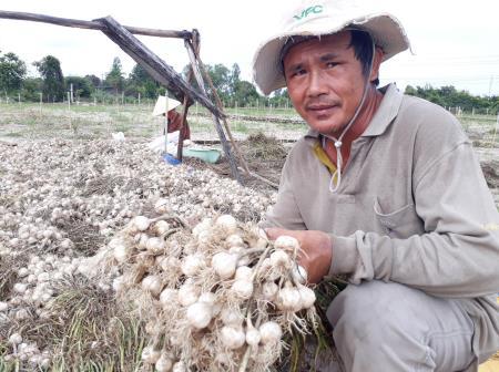 “Nuôi ốc hương” trên cạn