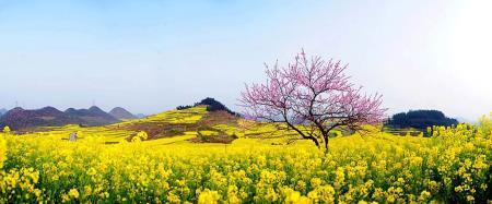 Những ca khúc xanh mãi cùng mùa xuân đất nước