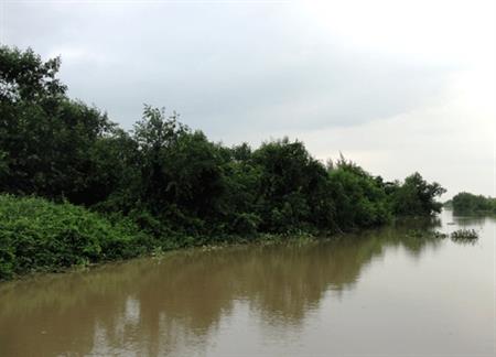 "Bức tường xanh" ở Đại Hợp
