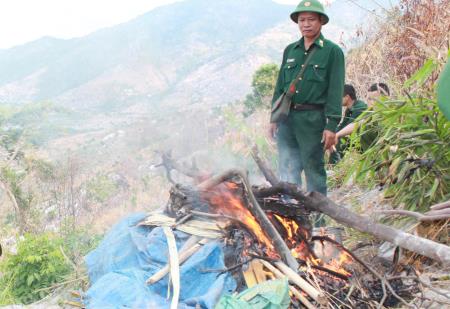 Phát hiện và tiêu hủy lượng lớn cây cần sa