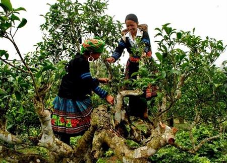 Suối Giàng và nỗi lo của các “cụ chè”