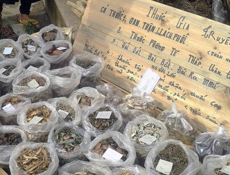 Nguy cơ cạn kiệt nguồn dược liệu ở Tây Nguyên