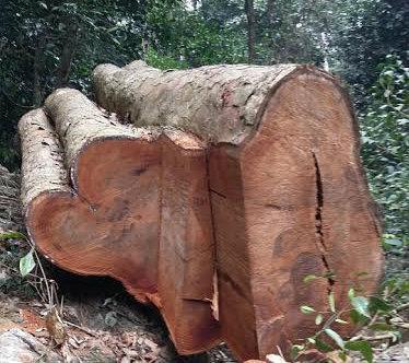 Giữ cho "máu rừng" ngừng chảy nơi địa đầu Tổ quốc