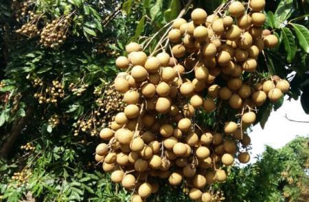 "Mũi nhọn" trái cây vùng Tây Bắc