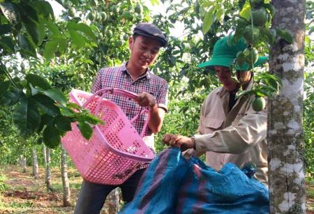 Gia Lai: Giấc mơ nông sản sạch không còn xa
