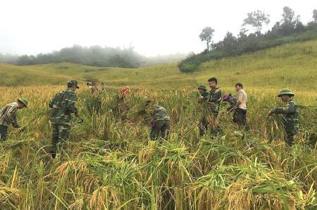 Đồn BP Na Loi giúp nhân dân thu hoạch lúa mùa