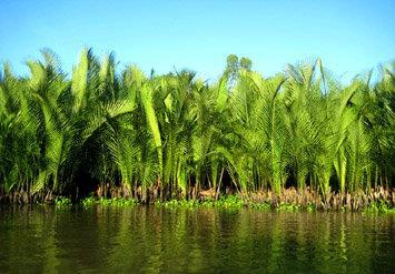 Cây dừa nước ven sông…