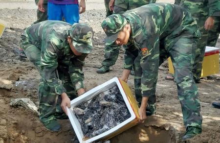 Cà Mau: Tiêu hủy gần nửa tấn hải sâm dừa
