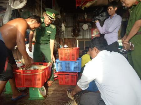 Thu giữ 15 cá thể rùa biển quý hiếm
