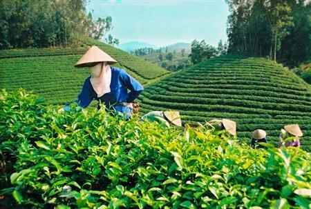 "Vua chè" vùng cực Bắc