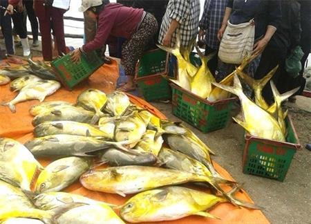 Ngư dân Hà Tĩnh trúng mẻ cá lớn trị giá gần 400 triệu đồng
