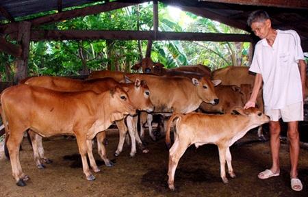 Thoát nghèo nhờ chăn nuôi bò