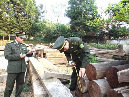 Nóng bỏng nạn khai thác lâm sản trái phép