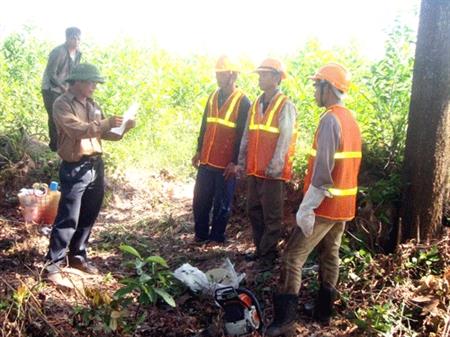 Gỗ quê trên đường ra thế giới
