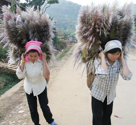 Đệm bông lau - Nét đẹp văn hóa của dân tộc Thái