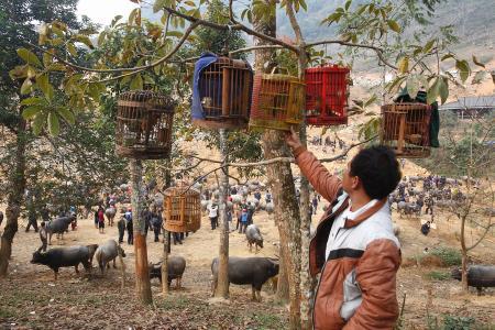 Chợ chim xứ đồng rừng