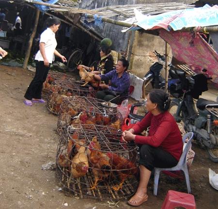 Gia cầm thải loại nhập lậu qua biên giới: Nguyên nhân chính thuộc về chủ quan