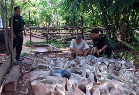 Trồng gừng trong… bao