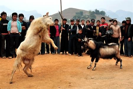 Tưng bừng Tết sớm người Mông