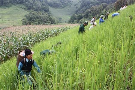 Keo Đồn hồi sinh