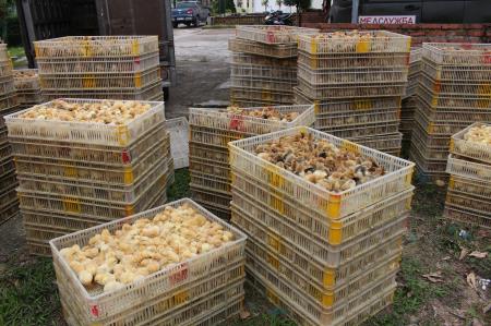 Bắt vụ vận chuyển 12.000 con gà giống từ Trung Quốc về Việt Nam