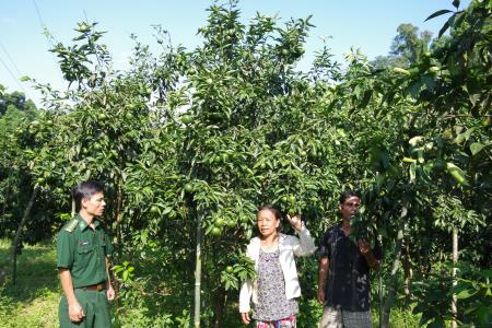 Làm giàu từ cây cam giữa đại ngàn Pù Mát