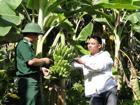 Cây mũi nhọn xóa nghèo trên biên giới Pô Tô