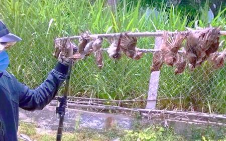 “Nghệ thuật” săn bắt chim trời vì sự khoái khẩu thời thượng