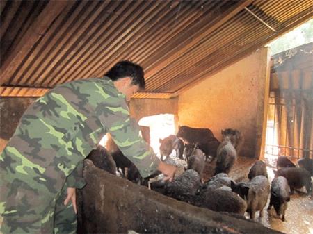 Lính biên phòng "mát tay" nuôi lợn rừng