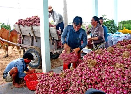 Nồng vị tỏi Phan Rang