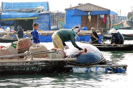 Làng bồng bềnh trên sóng biển