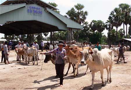 Thấy và ghi ở “sàn giao dịch bò” Tà Ngáo