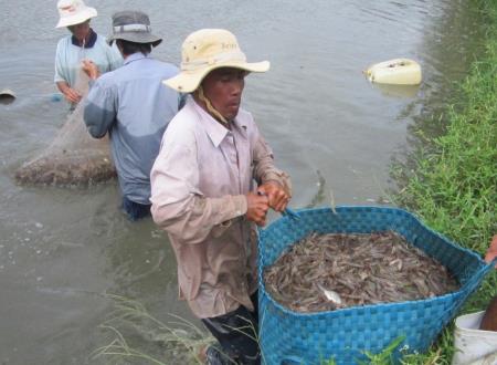 Người nuôi tôm "điêu đứng" vì hạn mặn