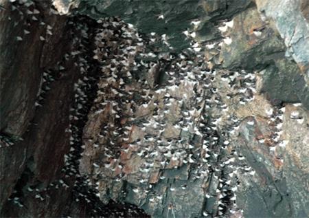 Công nghệ khai thác “vàng trắng”