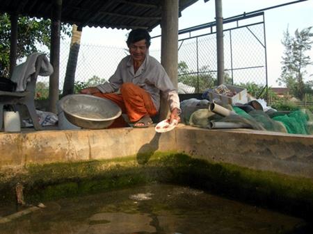 Làng quê khởi sắc nhờ nuôi cá chình