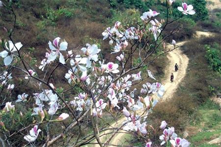 Tìm về miền lễ hội hoa ban