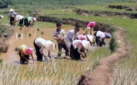 Sức sống nơi quê mới Nậm Tăm