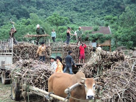 Mía mật Thung Coong