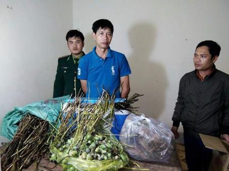 Bắt các đối tượng vận chuyển cây thuốc phiện từ Lào về Việt Nam