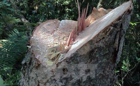Còn không "giấc mộng" dó trầm?