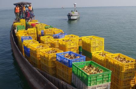 Phát hiện vụ vận chuyển 50 nghìn con gà giống nhập lậu tại cửa sông Bắc Luân