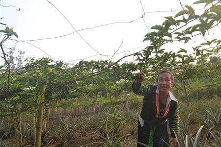 Cây xóa nghèo trên vùng biên giới Quế Phong
