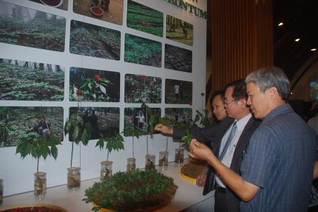Sâm Ngọc Linh đã có Chỉ dẫn địa lý